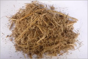 Bagasse Pulp